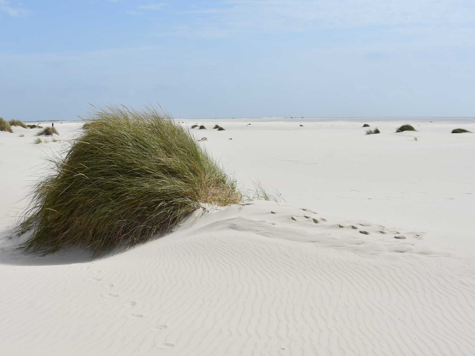 Strand Amrum